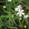 Fotografia 3 da espécie Stellaria holostea do Jardim Botânico UTAD