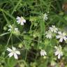 Fotografia 4 da espécie Stellaria holostea do Jardim Botânico UTAD