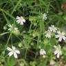 Fotografia 4 da espécie Stellaria holostea do Jardim Botânico UTAD