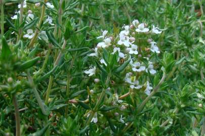 Fotografia da espécie Thymus zygis subesp. zygis