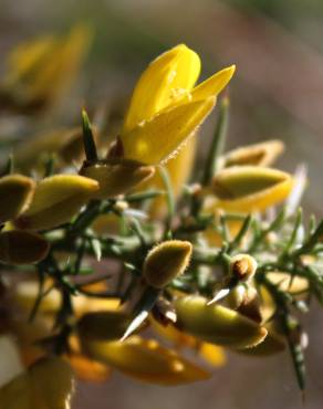 Fotografia 6 da espécie Ulex minor no Jardim Botânico UTAD