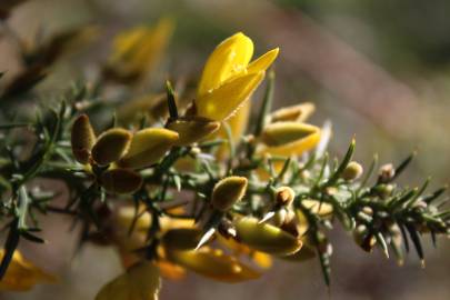 Fotografia da espécie Ulex minor