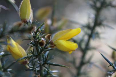 Fotografia da espécie Ulex minor