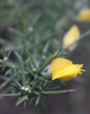 Fotografia 8 da espécie Ulex minor no Jardim Botânico UTAD