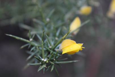 Fotografia da espécie Ulex minor