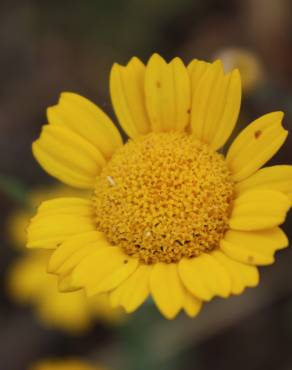 Fotografia 4 da espécie Coleostephus myconis no Jardim Botânico UTAD