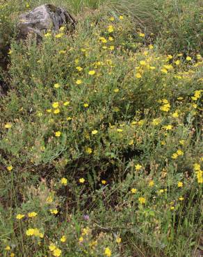 Fotografia 4 da espécie Halimium lasianthum subesp. alyssoides no Jardim Botânico UTAD