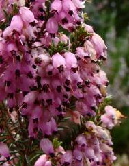 Erica australis