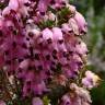 Fotografia 1 da espécie Erica australis do Jardim Botânico UTAD