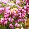 Fotografia 5 da espécie Erica australis do Jardim Botânico UTAD