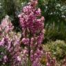 Fotografia 6 da espécie Erica australis do Jardim Botânico UTAD