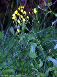 Fotografia da espécie Crepis lampsanoides