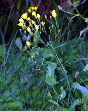 Fotografia 1 da espécie Crepis lampsanoides no Jardim Botânico UTAD