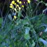 Fotografia 1 da espécie Crepis lampsanoides do Jardim Botânico UTAD