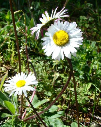 Fotografia de capa Bellis annua subesp. annua - do Jardim Botânico