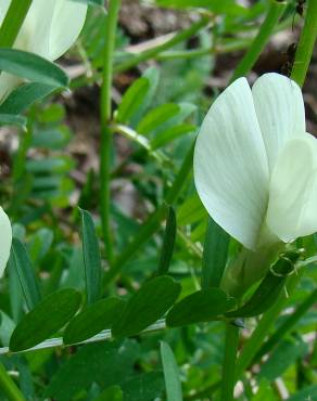 Fotografia 1 da espécie Vicia lutea subesp. lutea var. lutea no Jardim Botânico UTAD