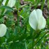 Fotografia 1 da espécie Vicia lutea subesp. lutea var. lutea do Jardim Botânico UTAD