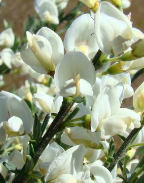 Fotografia 1 da espécie Cytisus multiflorus no Jardim Botânico UTAD