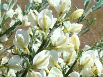 Fotografia da espécie Cytisus multiflorus