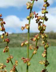 Rumex acetosella subesp. angiocarpus