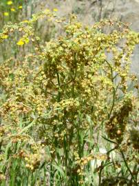 Fotografia da espécie Rumex acetosella subesp. angiocarpus