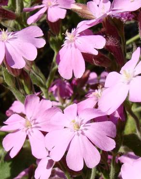 Fotografia 1 da espécie Silene acutifolia no Jardim Botânico UTAD