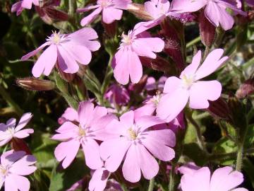 Fotografia da espécie Silene acutifolia