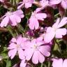 Fotografia 1 da espécie Silene acutifolia do Jardim Botânico UTAD