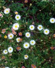 Fotografia da espécie Erigeron karvinskianus