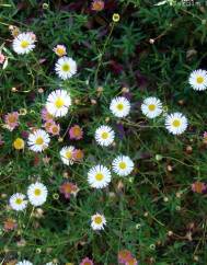 Erigeron karvinskianus