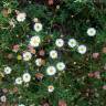 Fotografia 1 da espécie Erigeron karvinskianus do Jardim Botânico UTAD