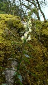 Fotografia da espécie Antirrhinum meonanthum