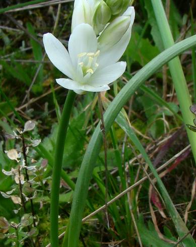 Fotografia de capa Ornithogalum bourgaeanum - do Jardim Botânico