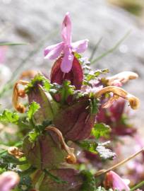 Fotografia da espécie Pedicularis sylvatica subesp. lusitanica