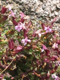 Fotografia da espécie Pedicularis sylvatica subesp. lusitanica