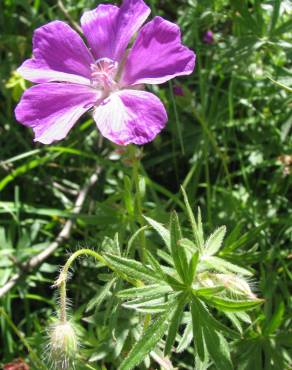 Fotografia 3 da espécie Geranium sanguineum no Jardim Botânico UTAD