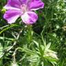 Fotografia 3 da espécie Geranium sanguineum do Jardim Botânico UTAD