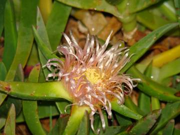 Fotografia da espécie Carpobrotus edulis