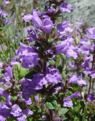 Acinos alpinus subesp. meridionalis