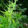 Fotografia 4 da espécie Cynoglossum officinale do Jardim Botânico UTAD