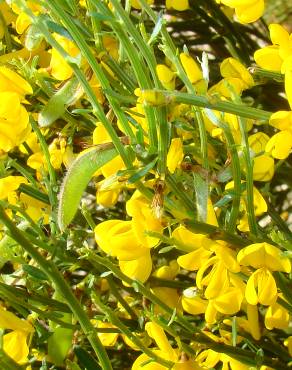 Fotografia 1 da espécie Cytisus oromediterraneus no Jardim Botânico UTAD