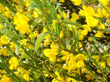 Fotografia da espécie Cytisus oromediterraneus