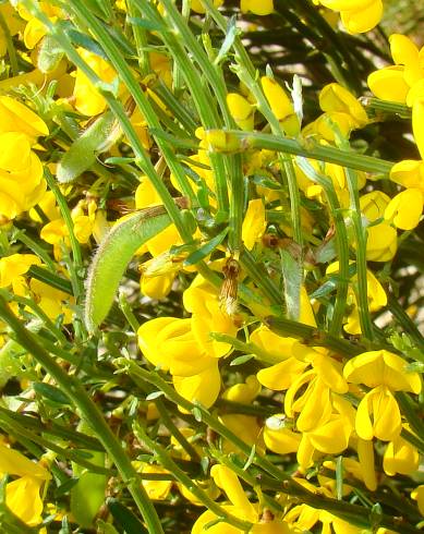 Fotografia de capa Cytisus oromediterraneus - do Jardim Botânico