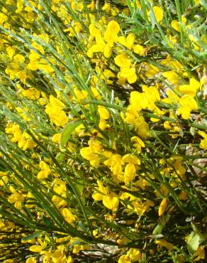 Fotografia 10 da espécie Cytisus oromediterraneus no Jardim Botânico UTAD