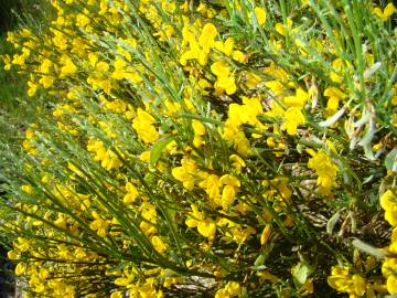 Fotografia da espécie Cytisus oromediterraneus