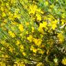 Fotografia 10 da espécie Cytisus oromediterraneus do Jardim Botânico UTAD