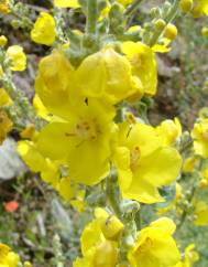 Verbascum simplex