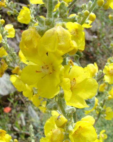 Fotografia de capa Verbascum simplex - do Jardim Botânico